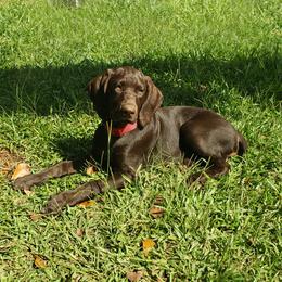 Gaby - Liver female German Shorthaired Pointer puppy in Ashford, Alabama from Gosha & Nusha Kennel