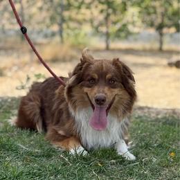 Rory - Red tri-color male Australian Shepherd puppy in Touchet, Washington from Windust Kennels
