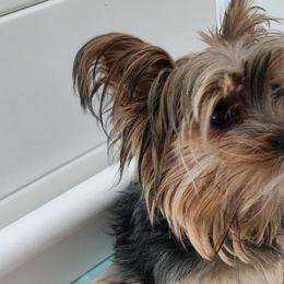 Bizzie - Yorkshire Terrier