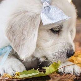 Golden Retrievers and Pugs from Ebert Golden Retrievers & Pugs