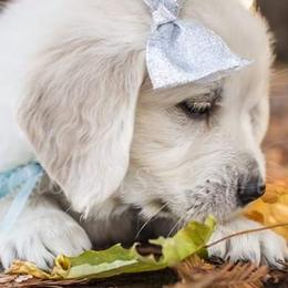 Golden Retrievers and Pugs from Ebert Golden Retrievers & Pugs