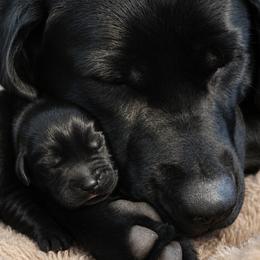 Labrador Retriever Puppies from Meritrust Labradors