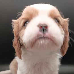 AKC Andy - Cavalier King Charles Spaniel puppy from Holliday Cavalier King Charles Spaniels