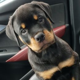 Rottweilers from G-Man's Rottweilers