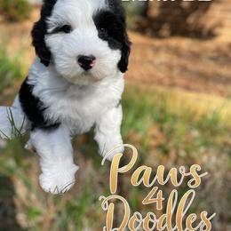 Bernedoodle and Goldendoodle Puppies from Paws 4 Doodles, LLC