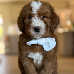 Larry - Red  male Goldendoodle puppy in Yuciapa, California from AlltheDoodlez_