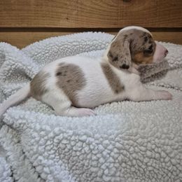 Donner - Piebald male Dachshund puppy in Washburn, Tennessee from Broken Arrow Miniature Dachshunds