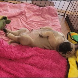 Bullmastiff Puppies from Sunny Beach Bullmastiffs
