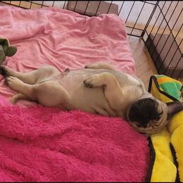 Bullmastiff Puppies from Sunny Beach Bullmastiffs