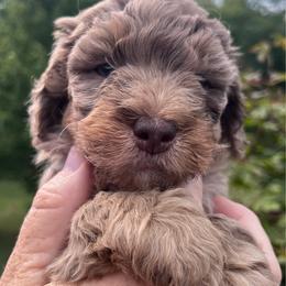 Boy 2 - Cafe au lait male Springerdoodle puppy in Sterling, Michigan from Springerdoodles In MI