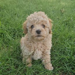 Tank - Apricot male Poodle puppy in Mapleton, Utah from Caboodles Of Poodles