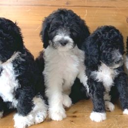 Bernedoodle Puppies from Oklahoma Doodles