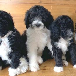 Bernedoodle Puppies from Oklahoma Doodles