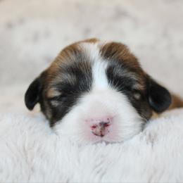 Poppy (fluffy) - Red female Pembroke Welsh Corgi puppy in Goliad, Texas from Rogers’ Fluffy Butt Corgis