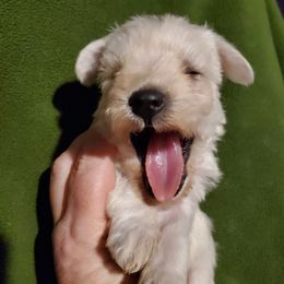 Miniature Schnauzer Puppies from Blackhorse Schnauzers