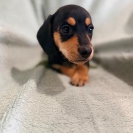 Black and tan smooth boy - Black and tan male Dachshund puppy in Lemon Grove, California from GMZ Doxies SD