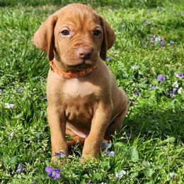 Dragon 2 - Golden rust male Vizsla puppy in Kentucky from Willow Ridge Kennel