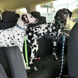 Dalmatian All Grown Up from Mainstreet Dalmation