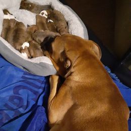 Remi - Boxer