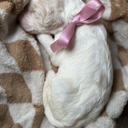 Goldendoodle Puppies from Mayberry Doodles and Poodles
