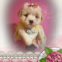Female puppy 1 - White female Coton de Tulear puppy in Yuba City, California from Sutter Buttes Coton De Tulear