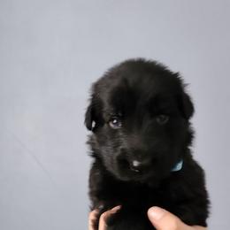 Elliott - Black male German Shepherd puppy in White Cloud, Michigan from Von WestLynn German Shepherds