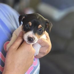 Bo - White black and tan male Rat Terrier puppy in Webb City, Missouri from Rocking 4C