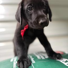 Red Collar Black Male - Black male Labrador Retriever puppy in Gainesville, Georgia from Rucker Retrievers