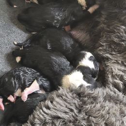 Labradoodle, Poodle, and Sheepadoodle Puppies from Oodles of poodles and doodles