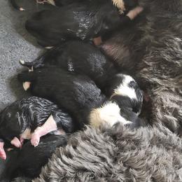 Labradoodle, Poodle, and Sheepadoodle Puppies from Oodles of poodles and doodles