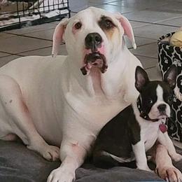 Boston Terrier Puppies from I Love Pups