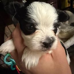 Reese - White male Morkie puppy in Winston Salem, North Carolina from Patty’s Paws