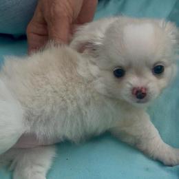 Long coat female - Cream and white female Chihuahua puppy in Summerfield, Florida from Uey’s Chihuahuas