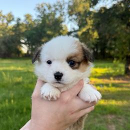 Rain - Sable female Pembroke Welsh Corgi puppy in Weatherford, Texas from Wild Rose Farms