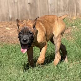 Sahara - Red female Cane Corso puppy in Houston, Texas from Mortaio Cane Corso
