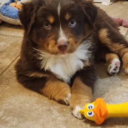 Holly - Red tri female Miniature Australian Shepherd puppy in Philpot, Kentucky from Miller Hill Mini American Shepherds and Mini Australian Shepherds