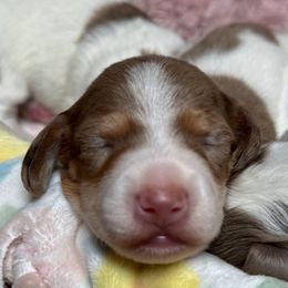 Fiyero - Dapple male Dachshund puppy in Fayetteville, West Virginia from Loop Creek Dachshunds