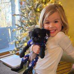 Brussels Griffon Puppies from Katie Baringer