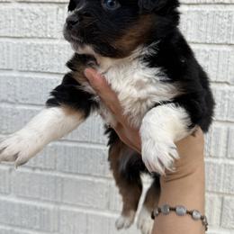 Chess - Black tri female Miniature Australian Shepherd puppy in Mount Airy, Georgia from North Georgia Gems