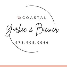 Cinnamon - Black and tan male Yorkshire Terrier puppy in North Chelmsford, Massachusetts from Coastal Yorkshire Terrier Yorkies & Biewer Terriers