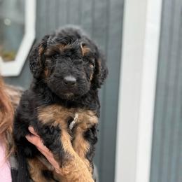 Amy - Phantom female Goldendoodle puppy in Jacksonville, Florida from Dandelion Doodles