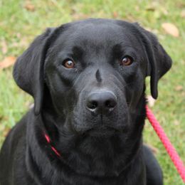 Lyla - Labrador Retriever