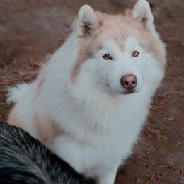 Evander - Red and white male Siberian Husky puppy in Bly, Oregon from Hill Top Huskies