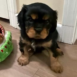 Clara - Black and tan female Cavalier King Charles Spaniel puppy in Spokane, Washington from PJE Cavs and Poos