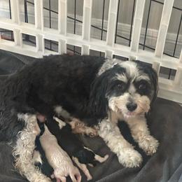 Benz - Black and white male Havanese puppy in Hawthorne, Florida from Havanese Acres