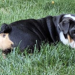 Bulldogs and Pugs from Le Roy’s Bullies and Pugs