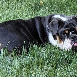Bulldogs and Pugs from Le Roy’s Bullies and Pugs