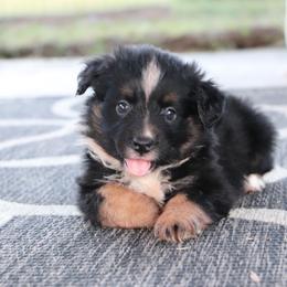 Franky - Black tri male Miniature Australian Shepherd puppy in Goliad, Texas from Sassy Lil Aussies and Diamond W Poodles