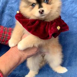 Pomsky Puppies from Icelandic Thunder
