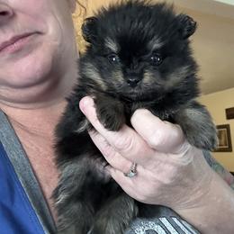 Walnut - Black and tan male Pomeranian puppy in Zavalla, Texas from Precious Puff Poms